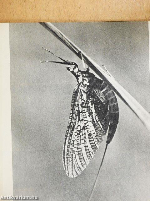 Képes állatvilág I-II.