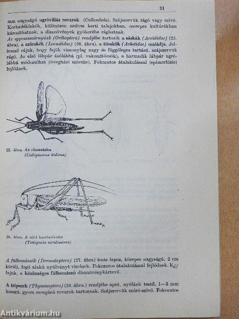 Dísznövények gyógyítása