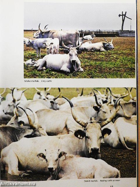 A varázslatos Karcag