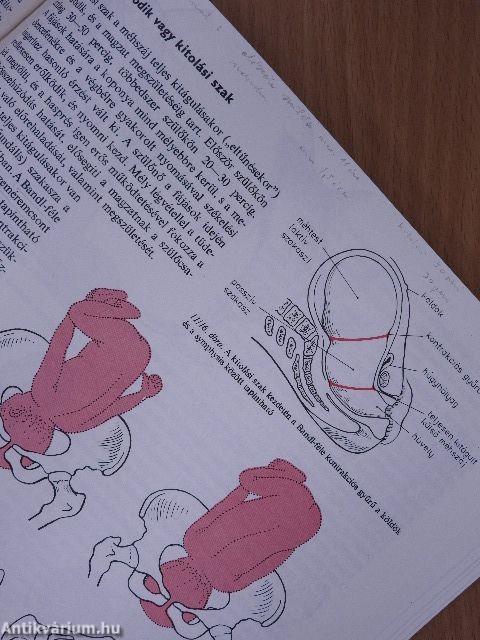 Szülészet-nőgyógyászat 1-3.