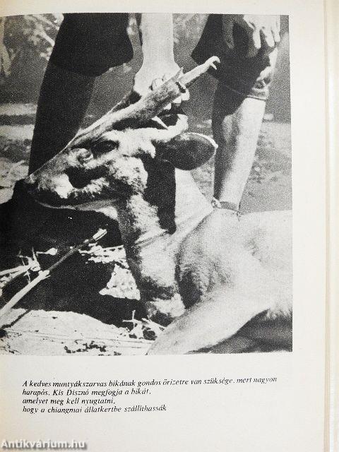 Thaiföldi vadászkalandok