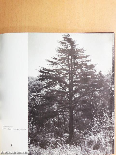 Védett természeti ritkaságaink