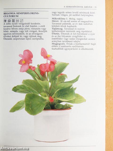 Növények a lakásban