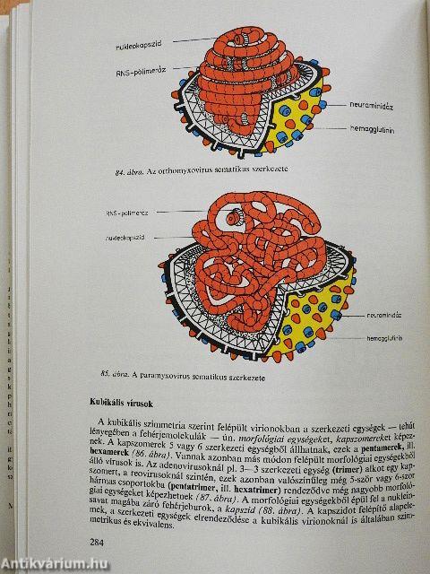 Orvosi mikrobiológia-immunitástan-parazitológia