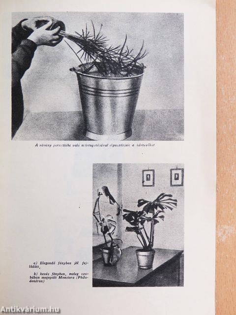 Növények a lakásban