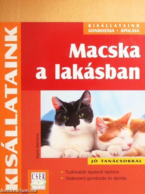 Macska a lakásban