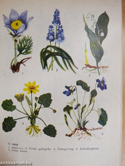 A természet kalendáriuma 1972