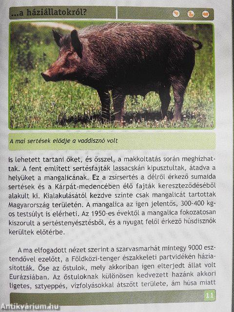 Mit kell tudni a háziállatokról?