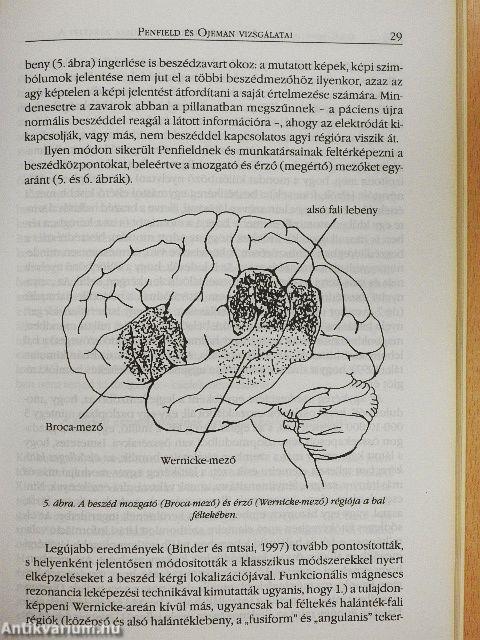 Az emberi agy aszimmetriái