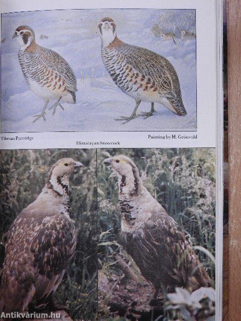 Partridges