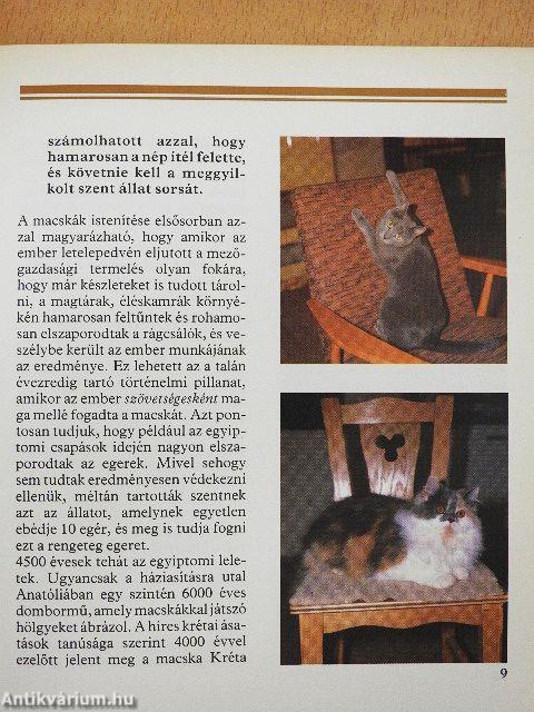 Barátunk a macska