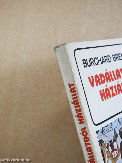 Vadállatból háziállat