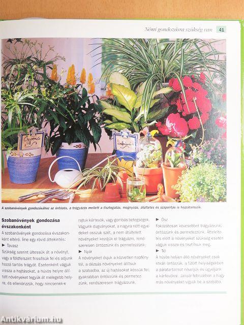 Szobanövények kiválasztása és gondozása