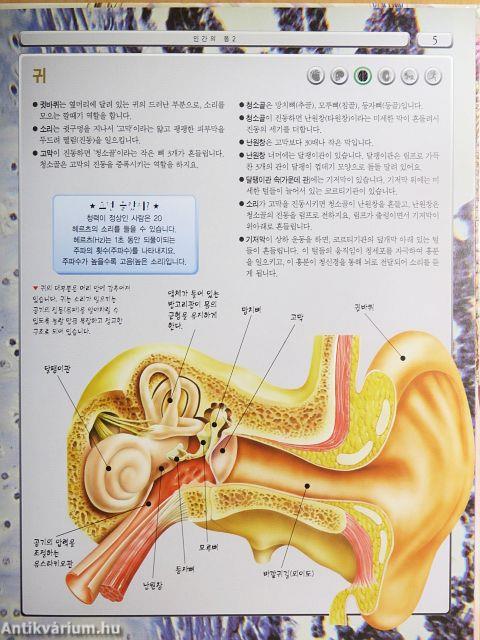 Az emberi test 2. (koreai nyelvű)