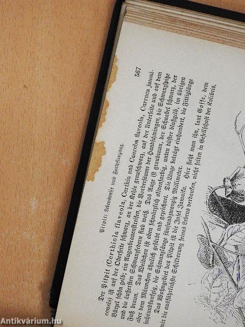 Brehms Thierleben V. (gótbetűs)