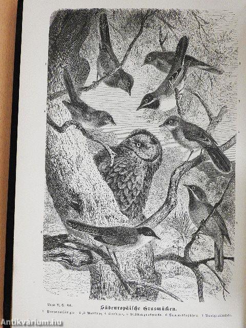 Brehms Thierleben V. (gótbetűs)