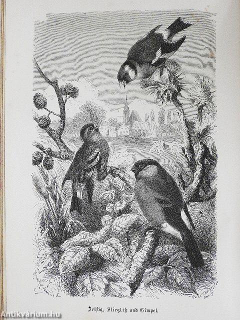 Brehms Thierleben V. (gótbetűs)