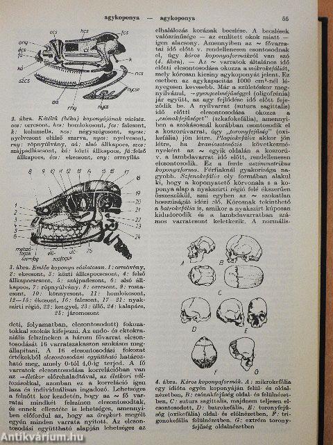 Biológiai lexikon 1-4.