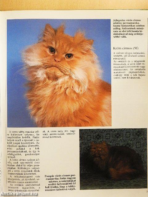 A macska