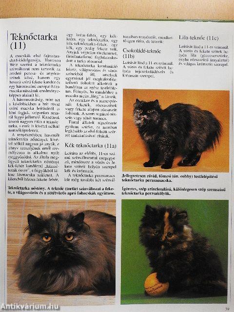 A macska