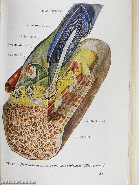 Functionalis anatomia 1.