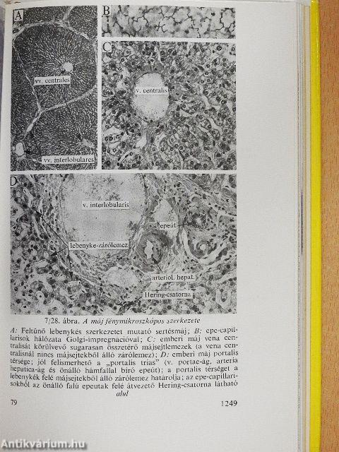 Functionalis anatomia 2.