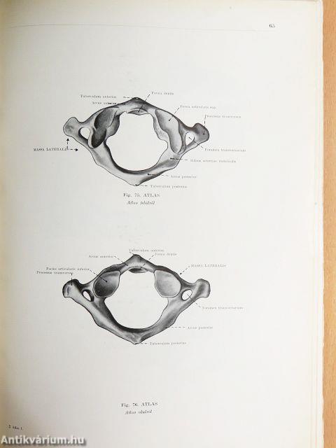 Az ember anatómiájának atlasza I. (töredék)