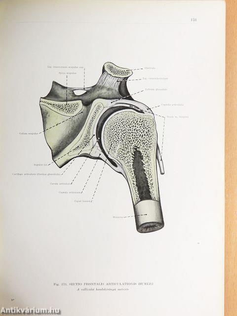 Az ember anatómiájának atlasza I. (töredék)