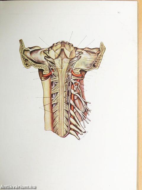 Az ember anatómiájának atlasza III. (töredék)