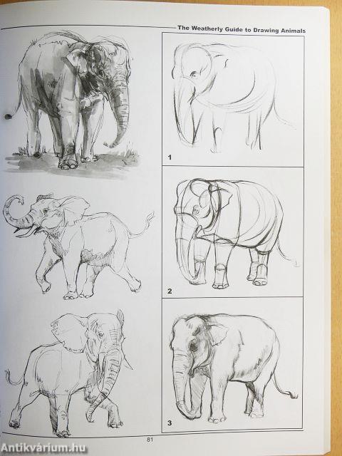 The Weatherly Guide to Drawing Animals