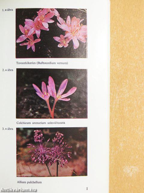 Hagymás kerti virágok