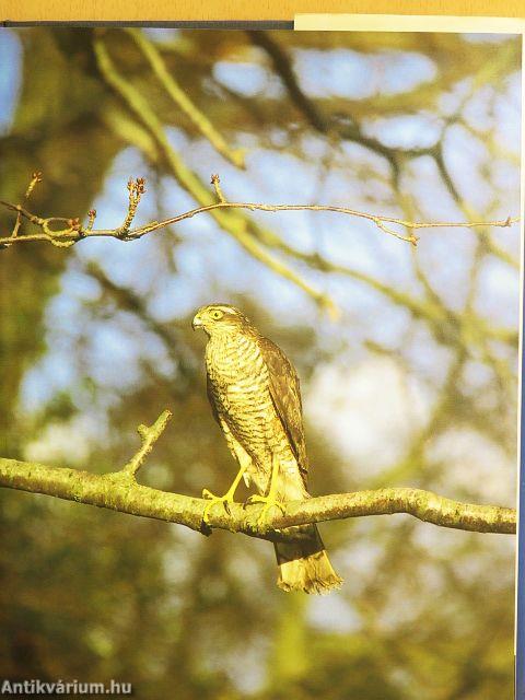 Birds of Prey of the World