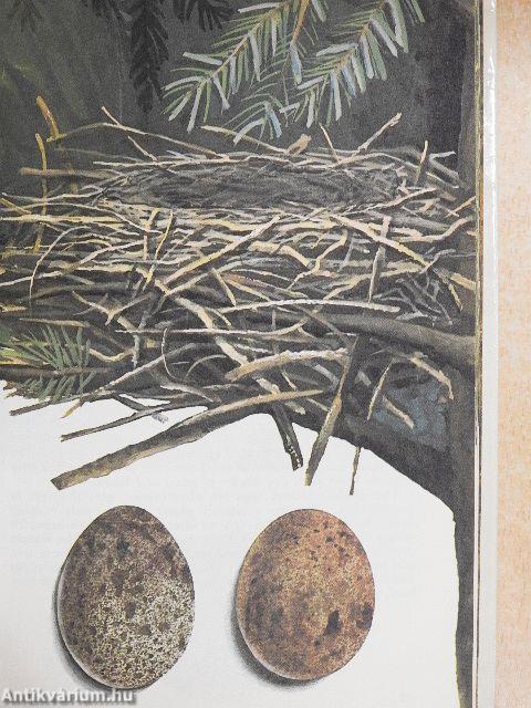 Birds' Eggs and Nests