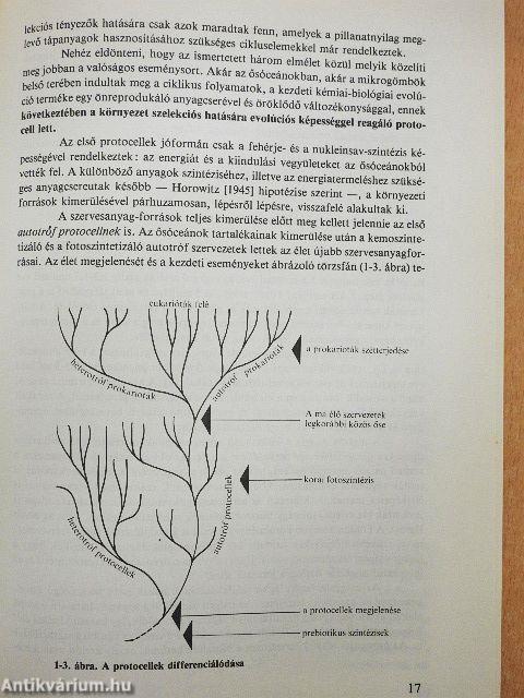 Evolúció II.