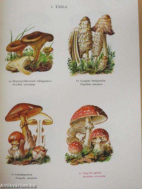 Fejlődéstörténeti növényrendszertan