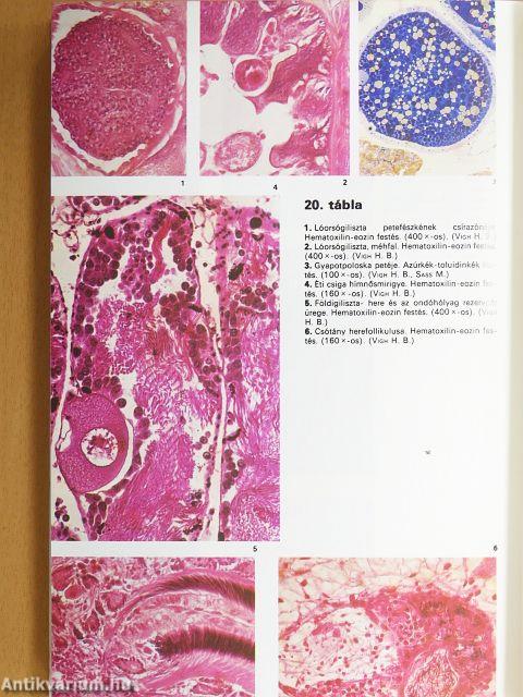 Összehasonlító szövettan