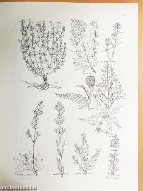 Un Village en Provence