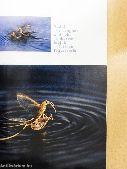 National Geographic Magyarország 2003. május