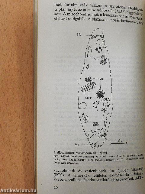 A véralvadás orvosi biokémiája