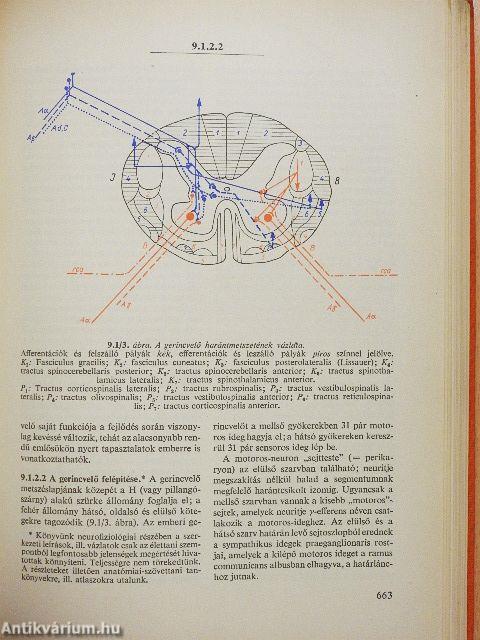 Orvosi élettan 2. (töredék)