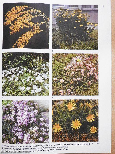 A növénykedvelő kislexikona