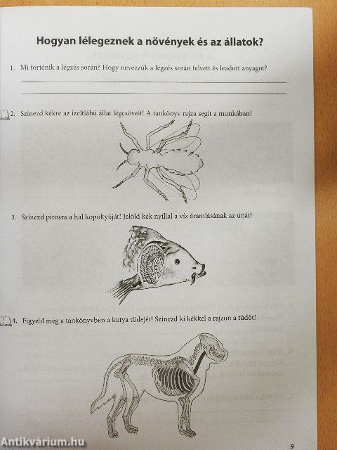 Környezetismeret munkafüzet a 3. évfolyam számára