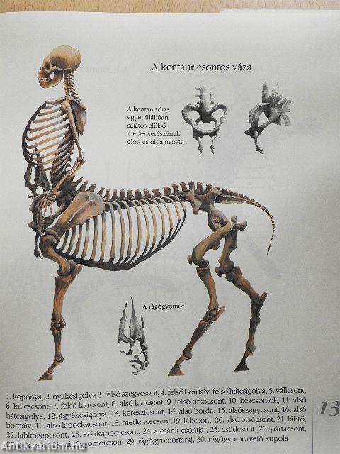 A kentaur természetrajza