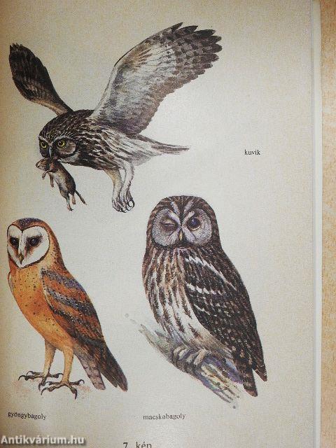 Gyakorlati madárvédelem