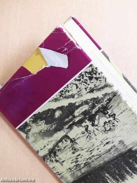 Északra szállnak a hattyúk