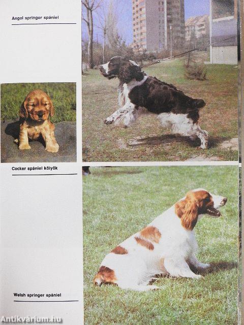 Ó, azok a csodálatos ebek!