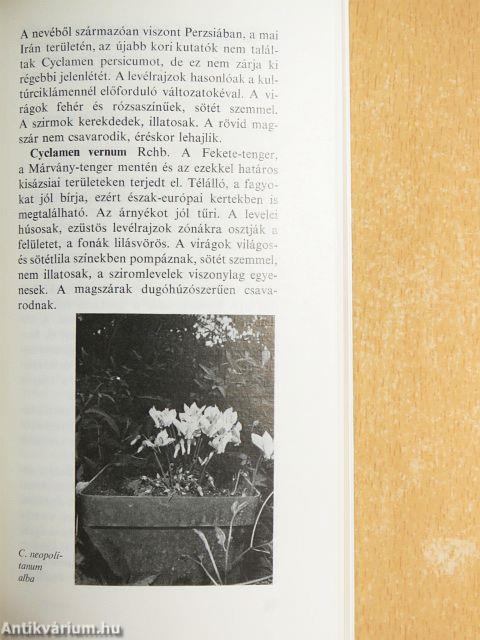 A ciklámen