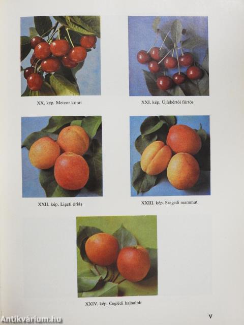 A gyümölcstermesztés technológiája (dedikált példány)