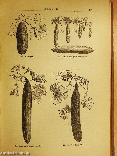 Allgemeines Gartenbuch (gótbetűs) II.