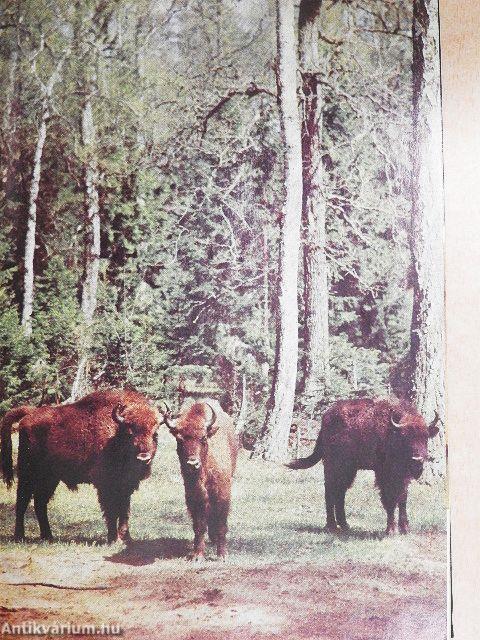 Jagd in Steppe, Wald und Eis